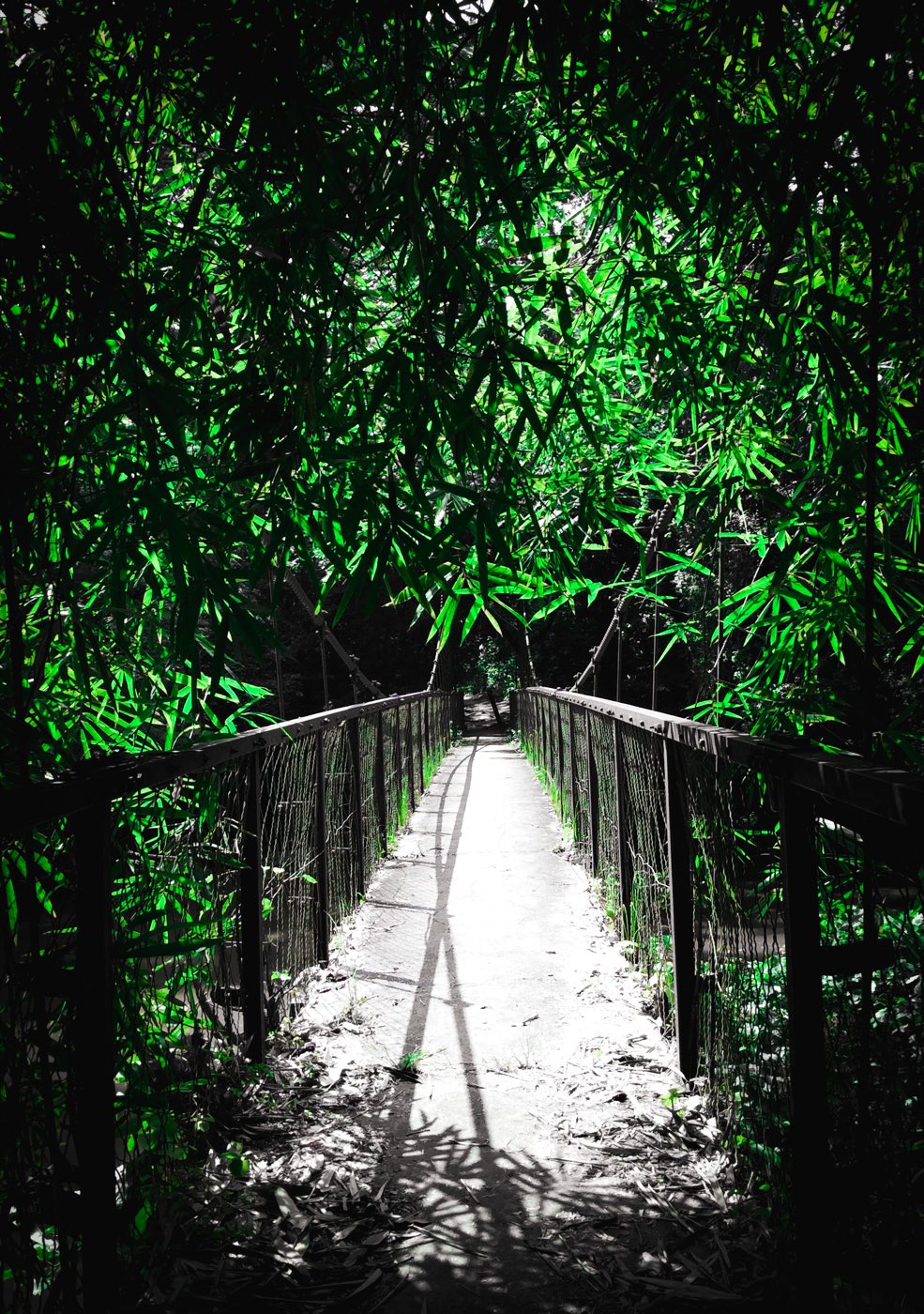 Osun-Osogbo Sacred Grove